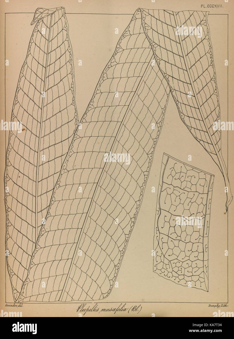 The ferns of British India (PLATE CCCXVII) (8531568944) Stock Photo