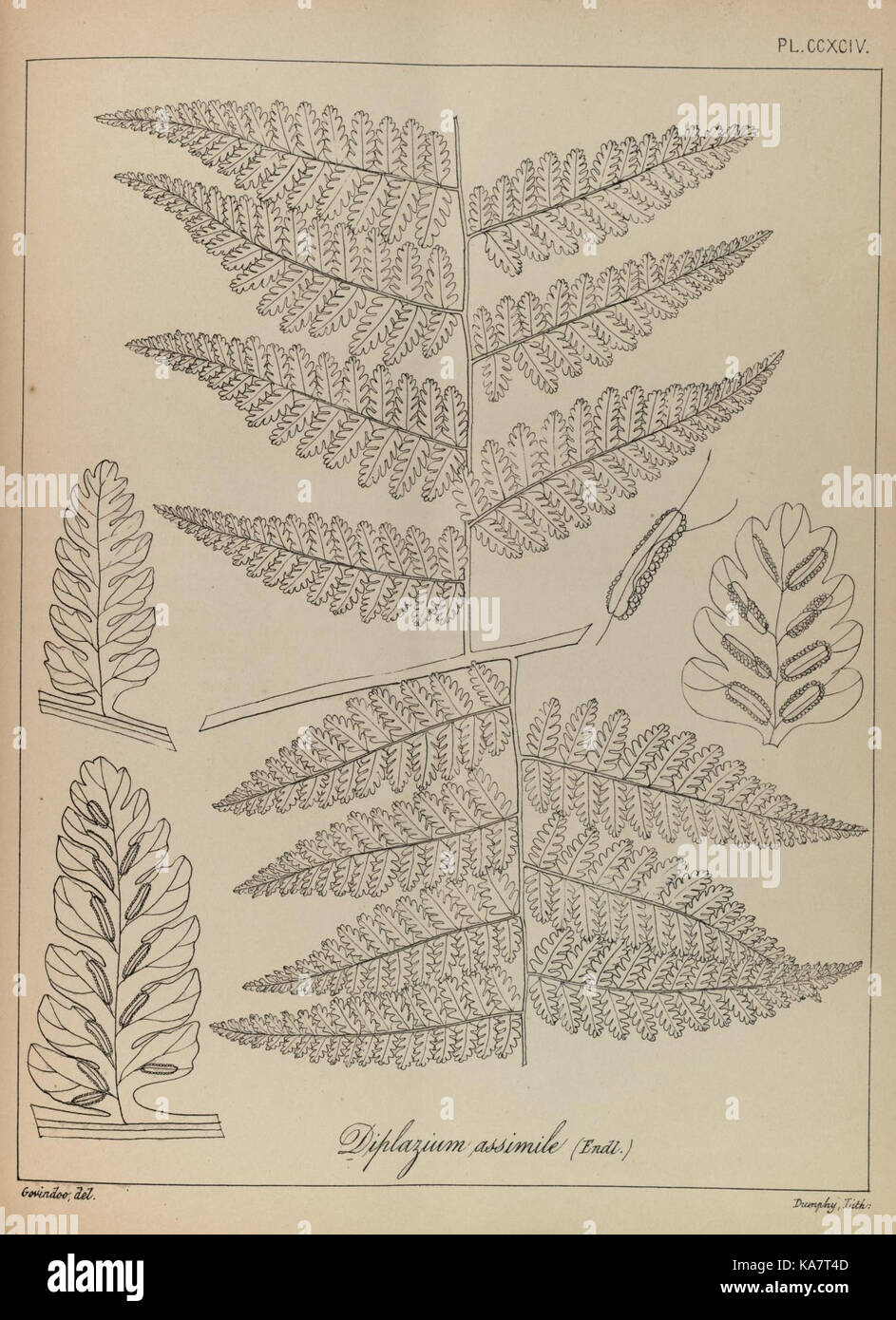 The ferns of British India (PLATE CCXCIV) (8530446825) Stock Photo