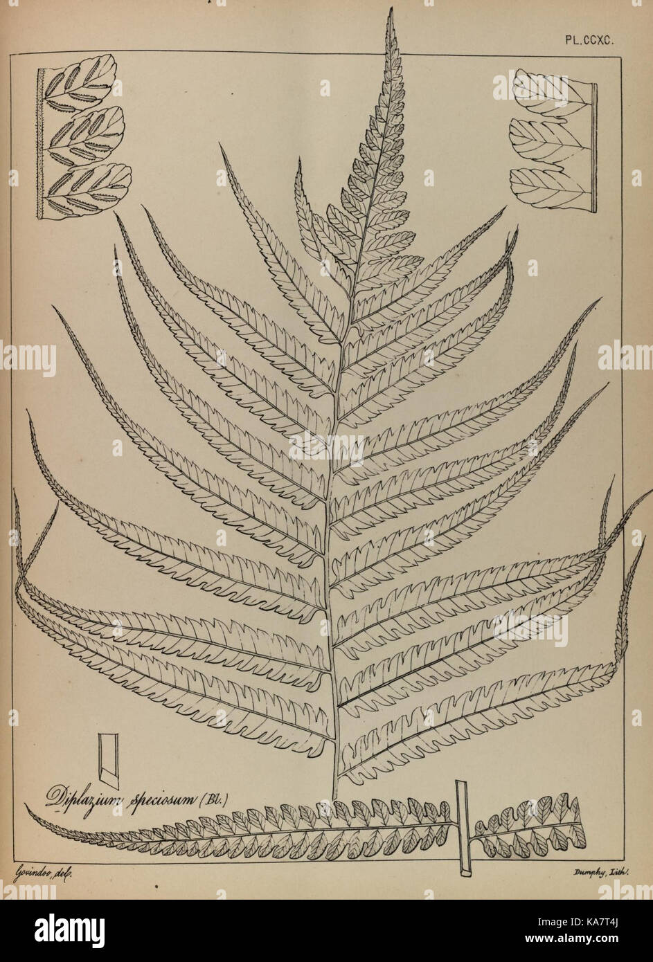 The ferns of British India (PLATE CCXC) (8530444301) Stock Photo