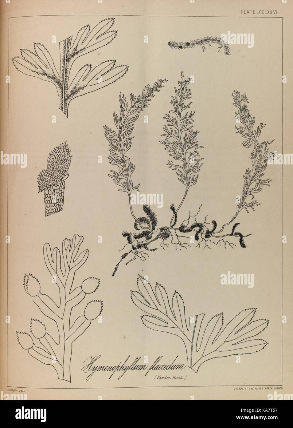 The ferns of British India (PLATE CCLXXVI) (8530438105) Stock Photo