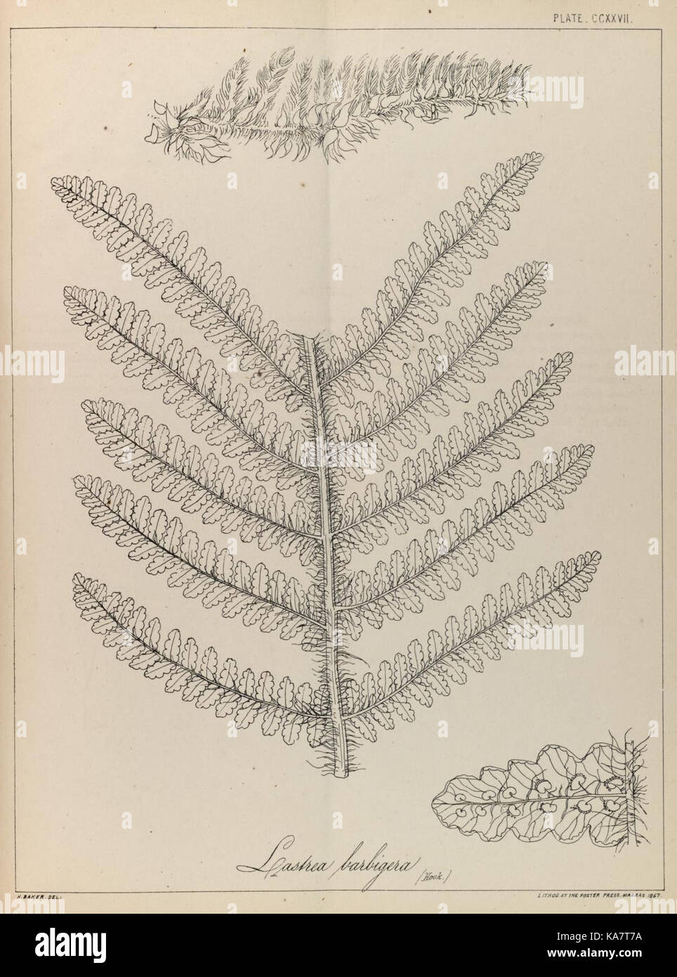 Showcasing various fern species hi-res stock photography and images - Alamy
