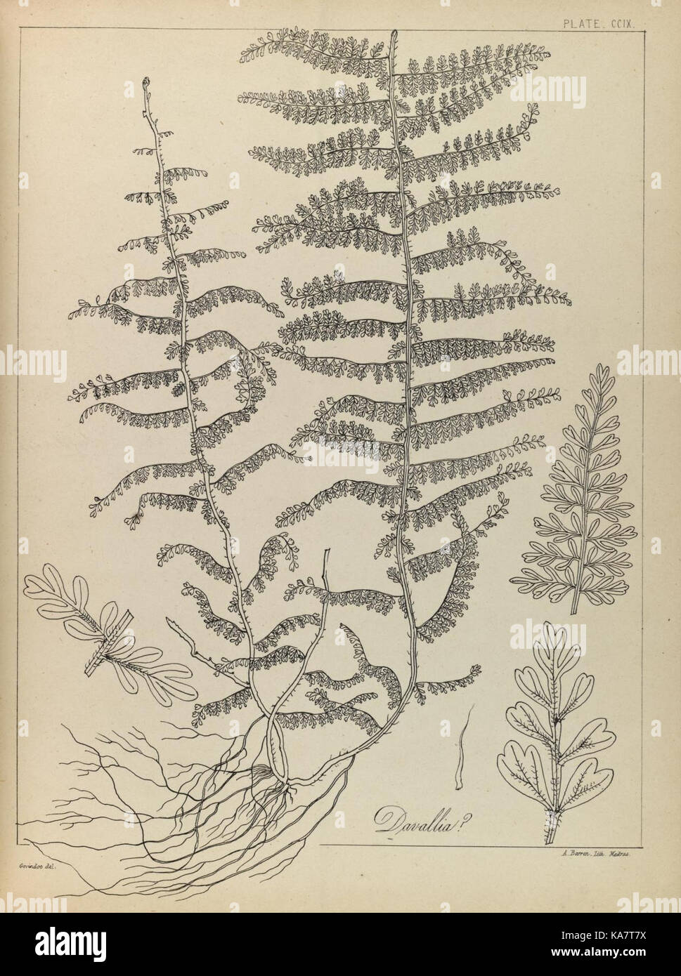 The ferns of British India (PLATE CCIX) (8531523176) Stock Photo