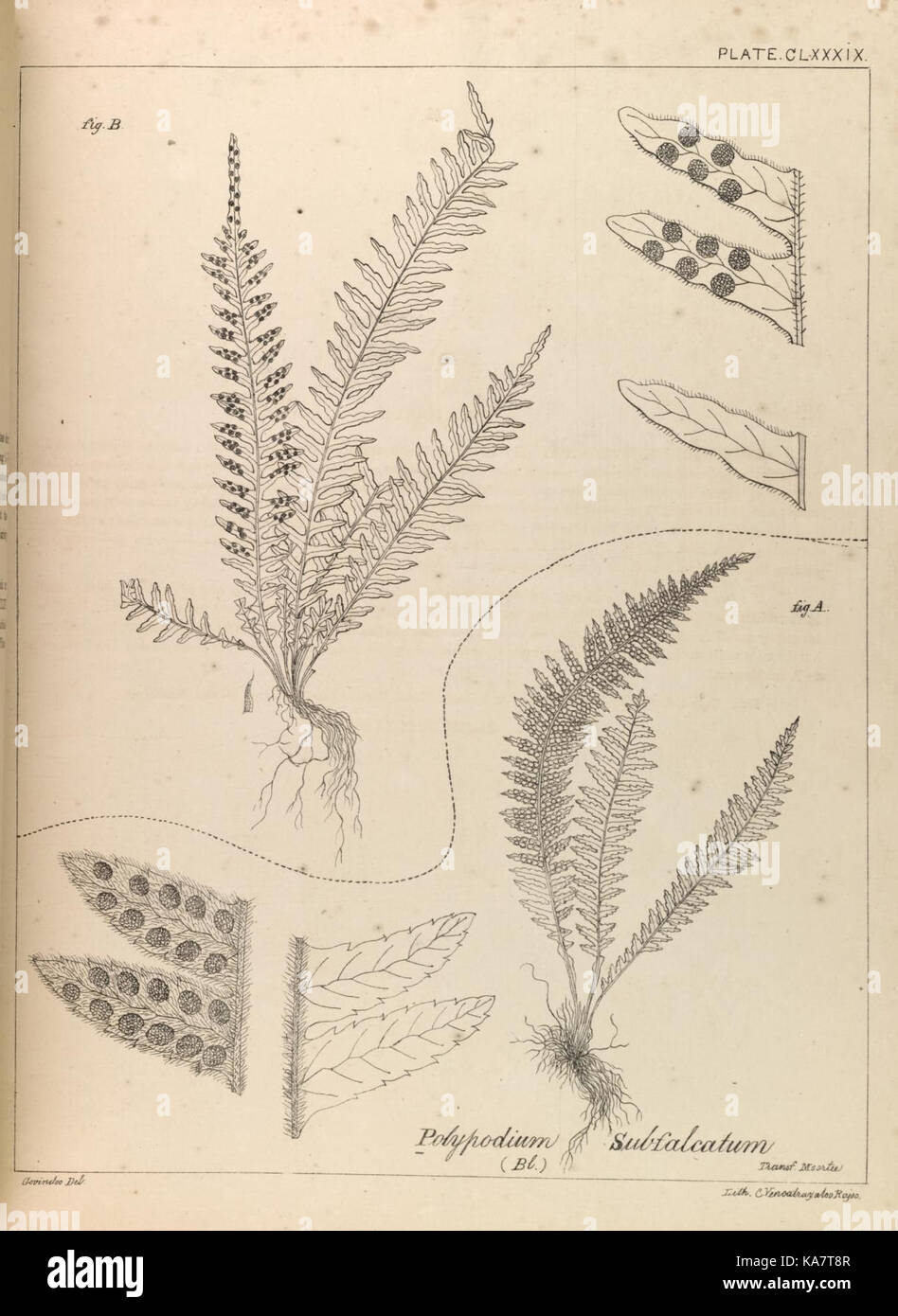 The ferns of British India (PLATE CLXXXIX) (8530404551) Stock Photo