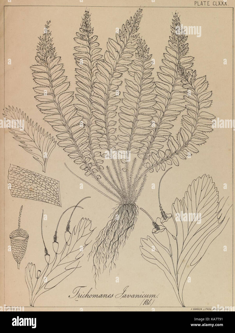 The ferns of British India (PLATE CLXXX) (8530343913) Stock Photo