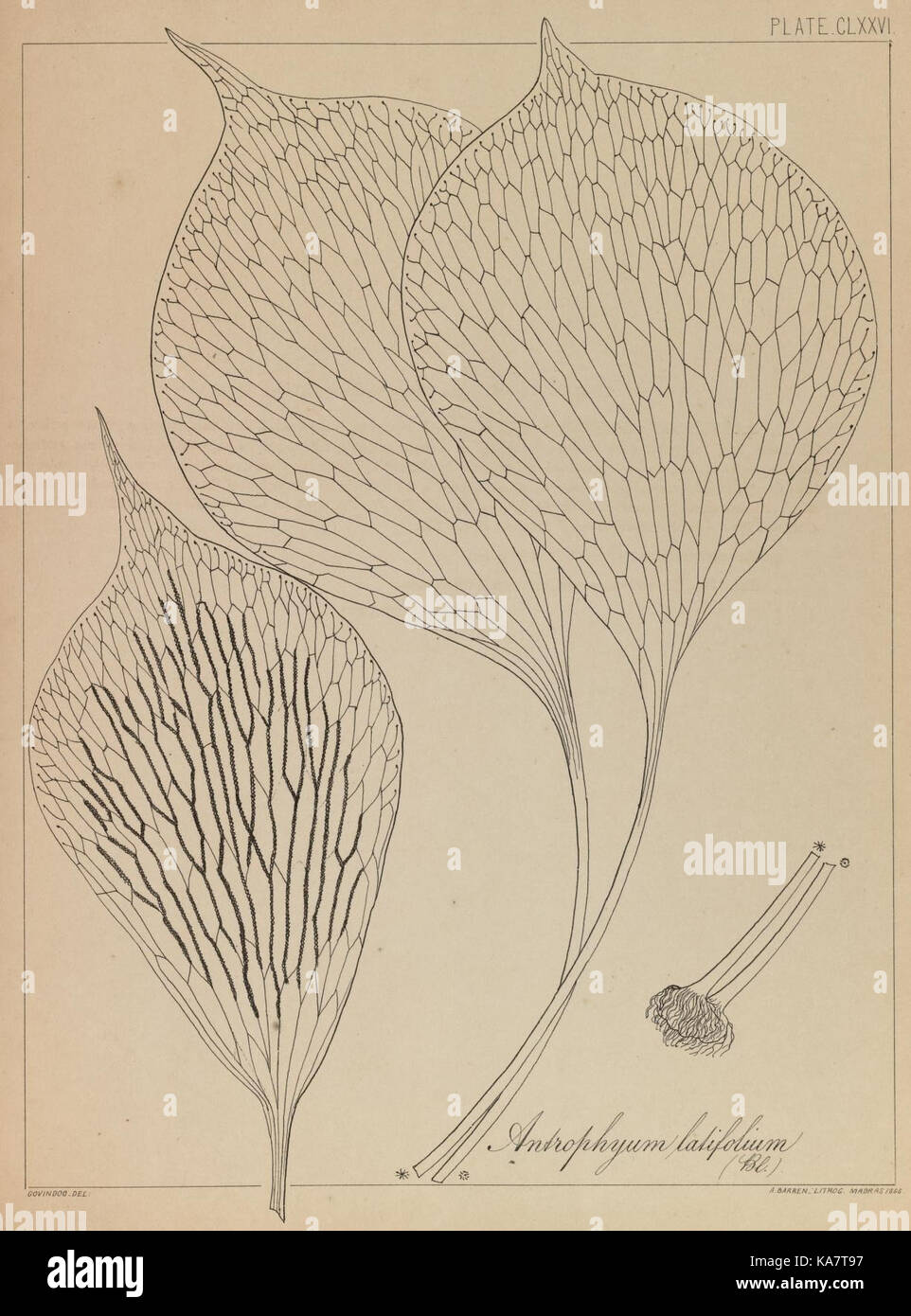 The ferns of British India (PLATE CLXXVI) (8530342497) Stock Photo