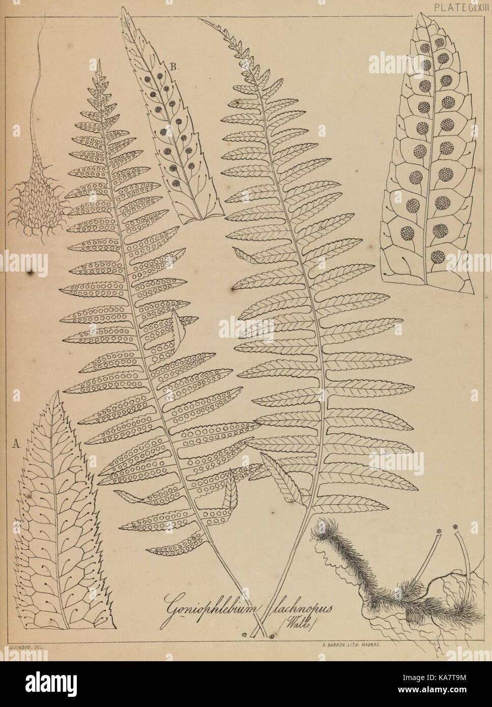 The ferns of British India (PLATE CLXIII) (8531448212) Stock Photo