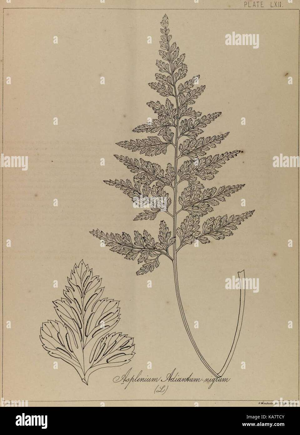 The ferns of British India (PLATE LXII) (8530294115) Stock Photo