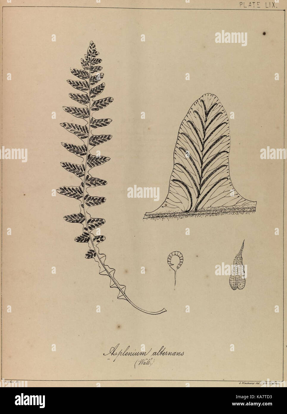 The ferns of British India (PLATE LIX) (8530293043) Stock Photo