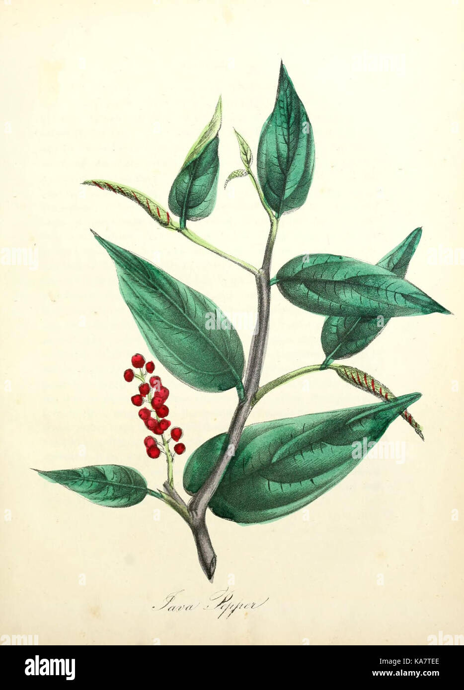 Native flora documentation hi-res stock photography and images - Alamy