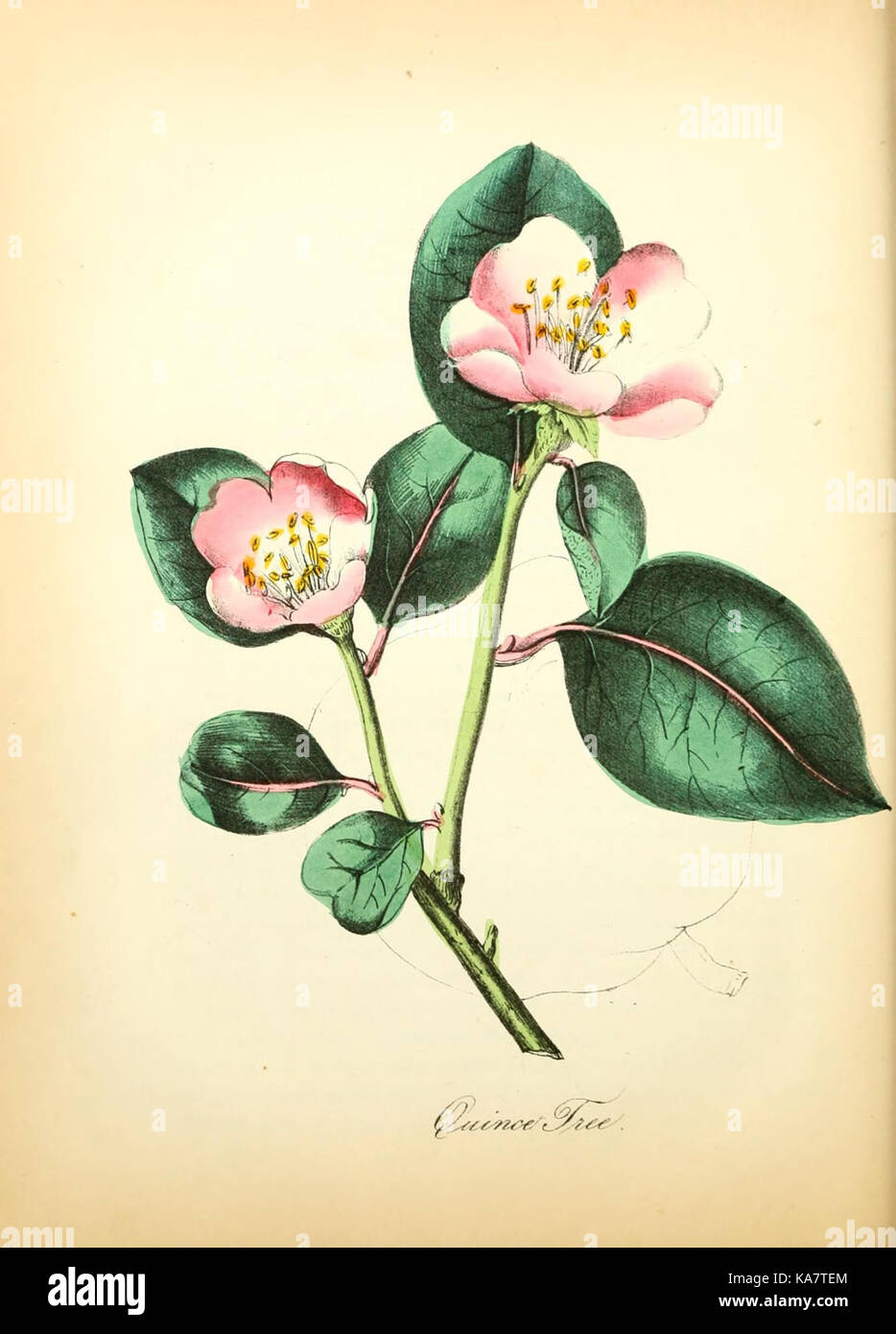 The American flora (Plate 41) (8079586796 Stock Photo - Alamy