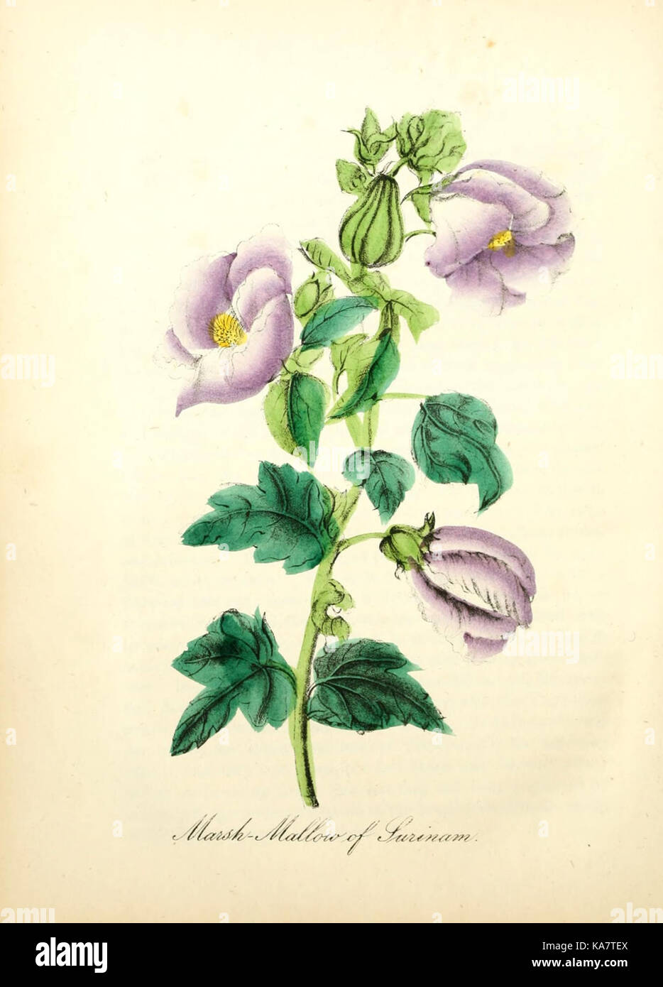 American medicinal plants new york hi-res stock photography and images ...