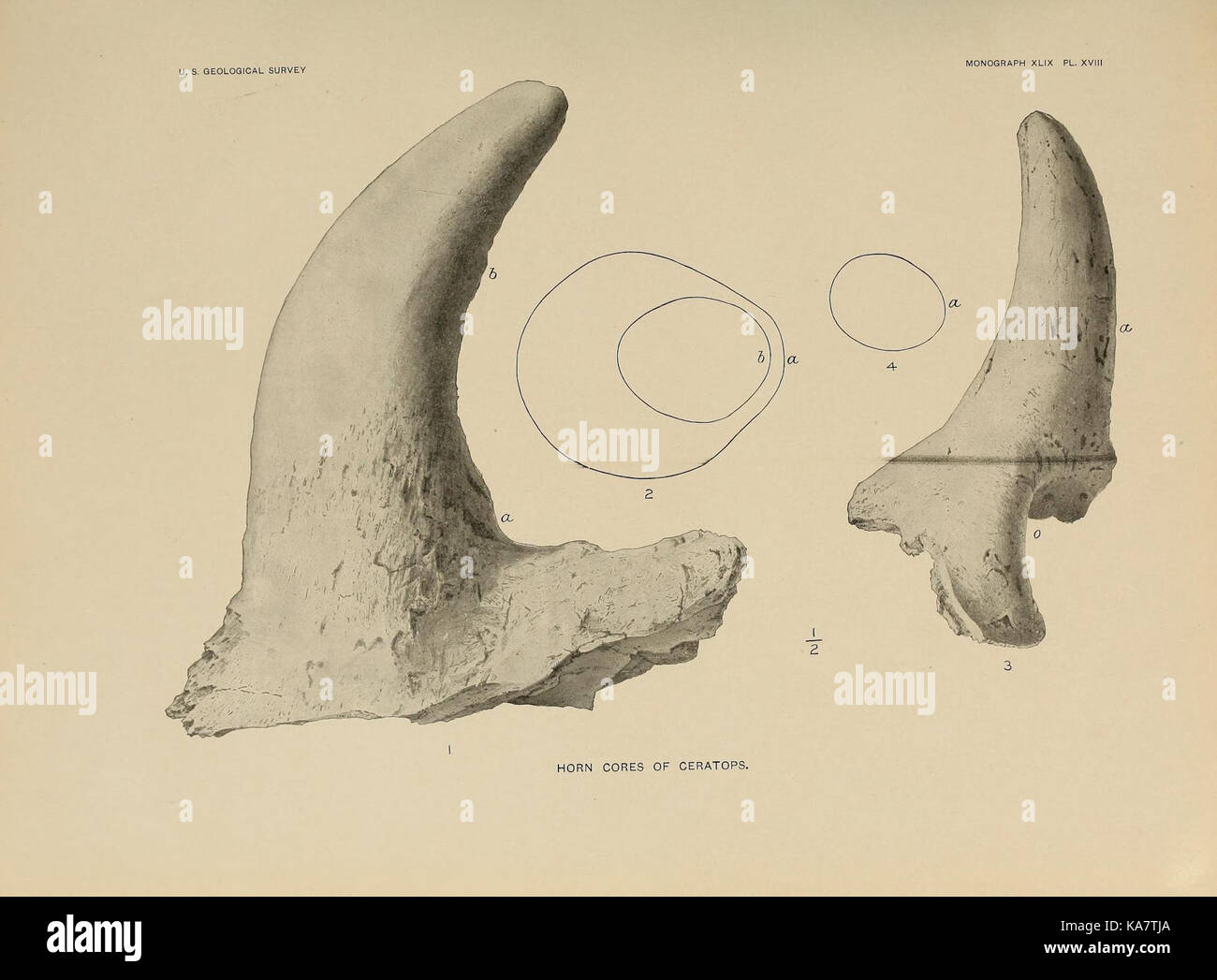 The Ceratopsia (Plate XV) (8231643693) Stock Photo