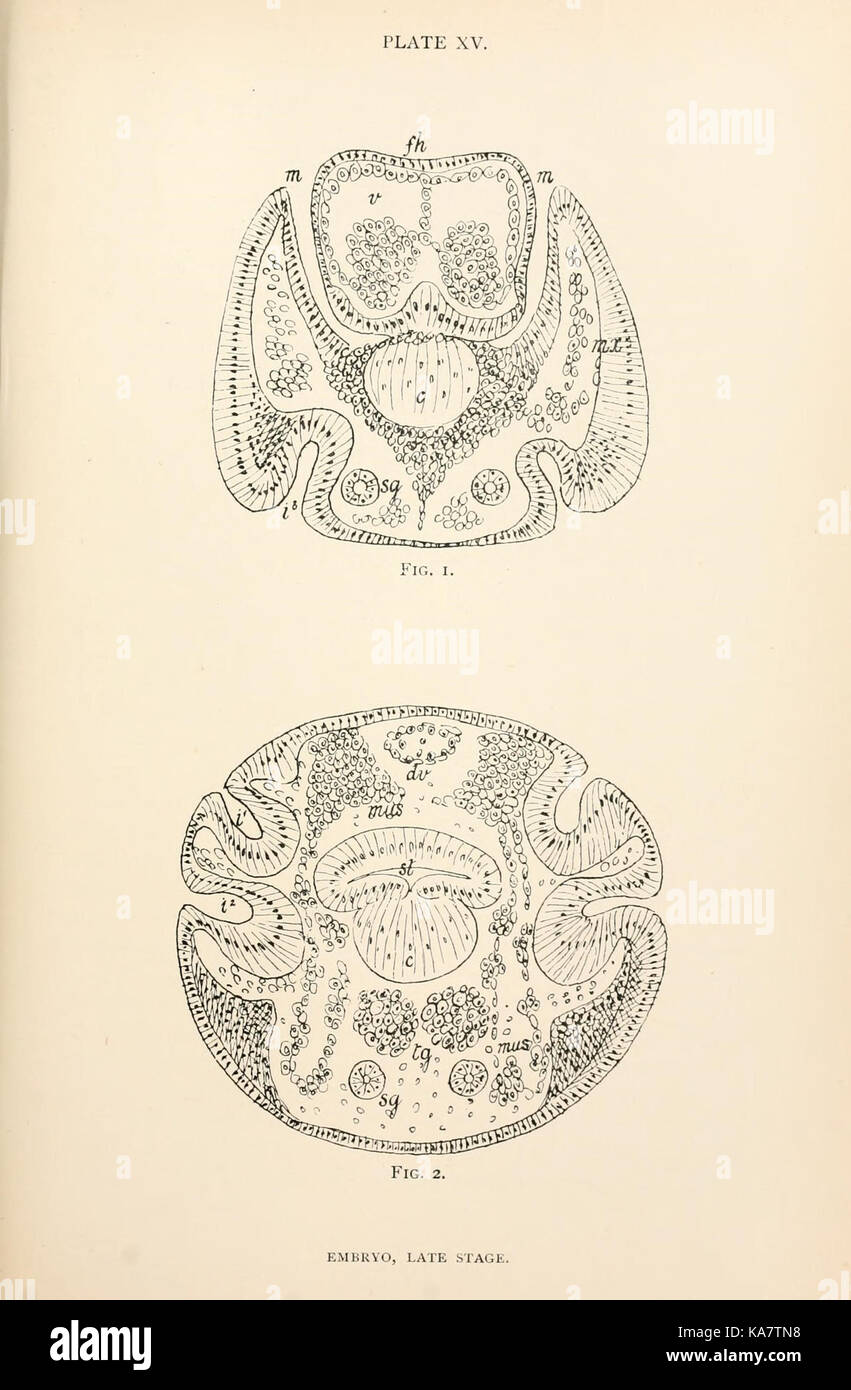 The anatomy, physiology, morphology and development of the blow fly (Calliphora erythrocephala) (PLATE XV) (9127783666) Stock Photo