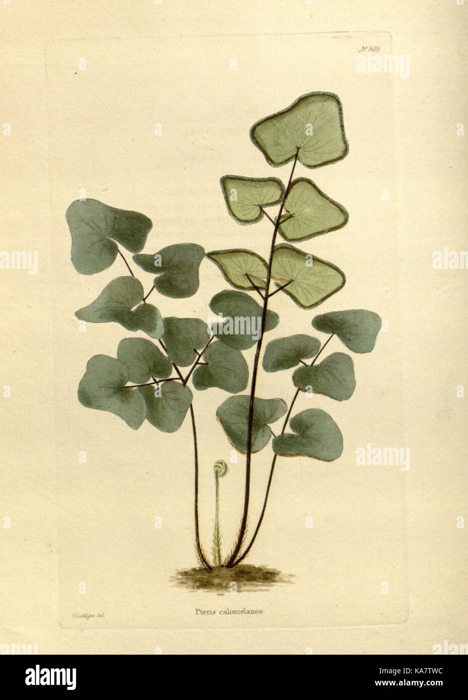 Botanical science historical study hi-res stock photography and images ...