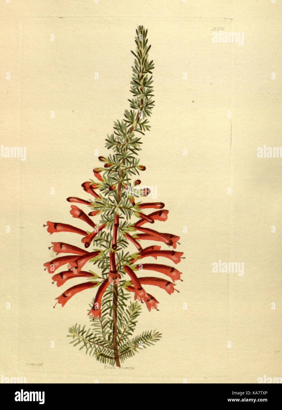 19th century botanical study hi-res stock photography and images - Alamy