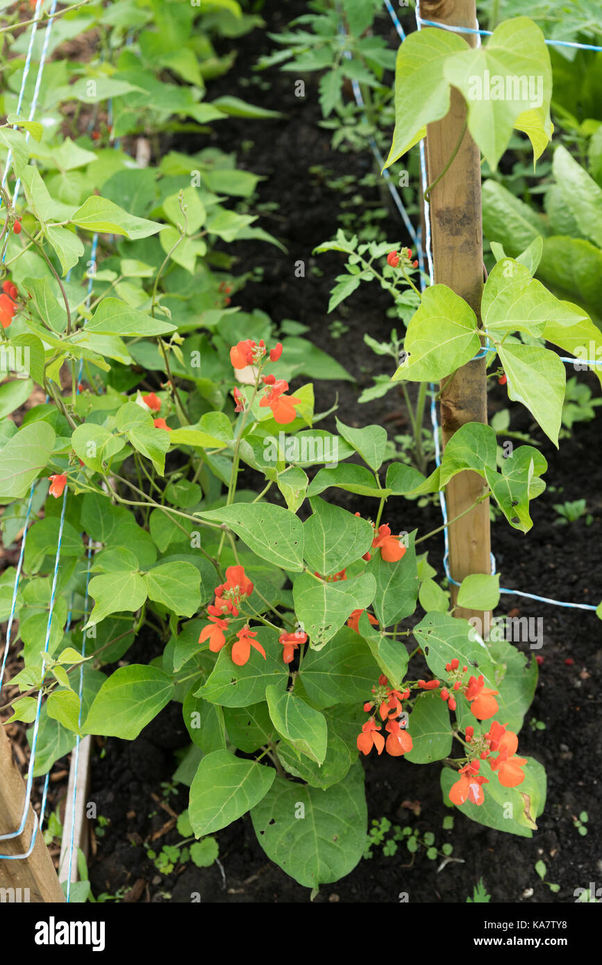 Scarlet Runner Bean High Resolution Stock Photography and Images - Alamy