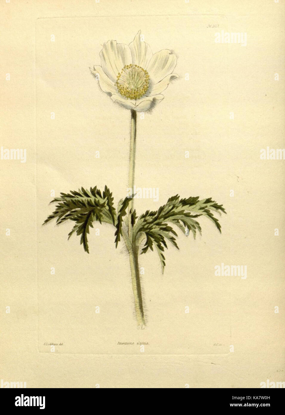19th century botanical exploration hi-res stock photography and images ...