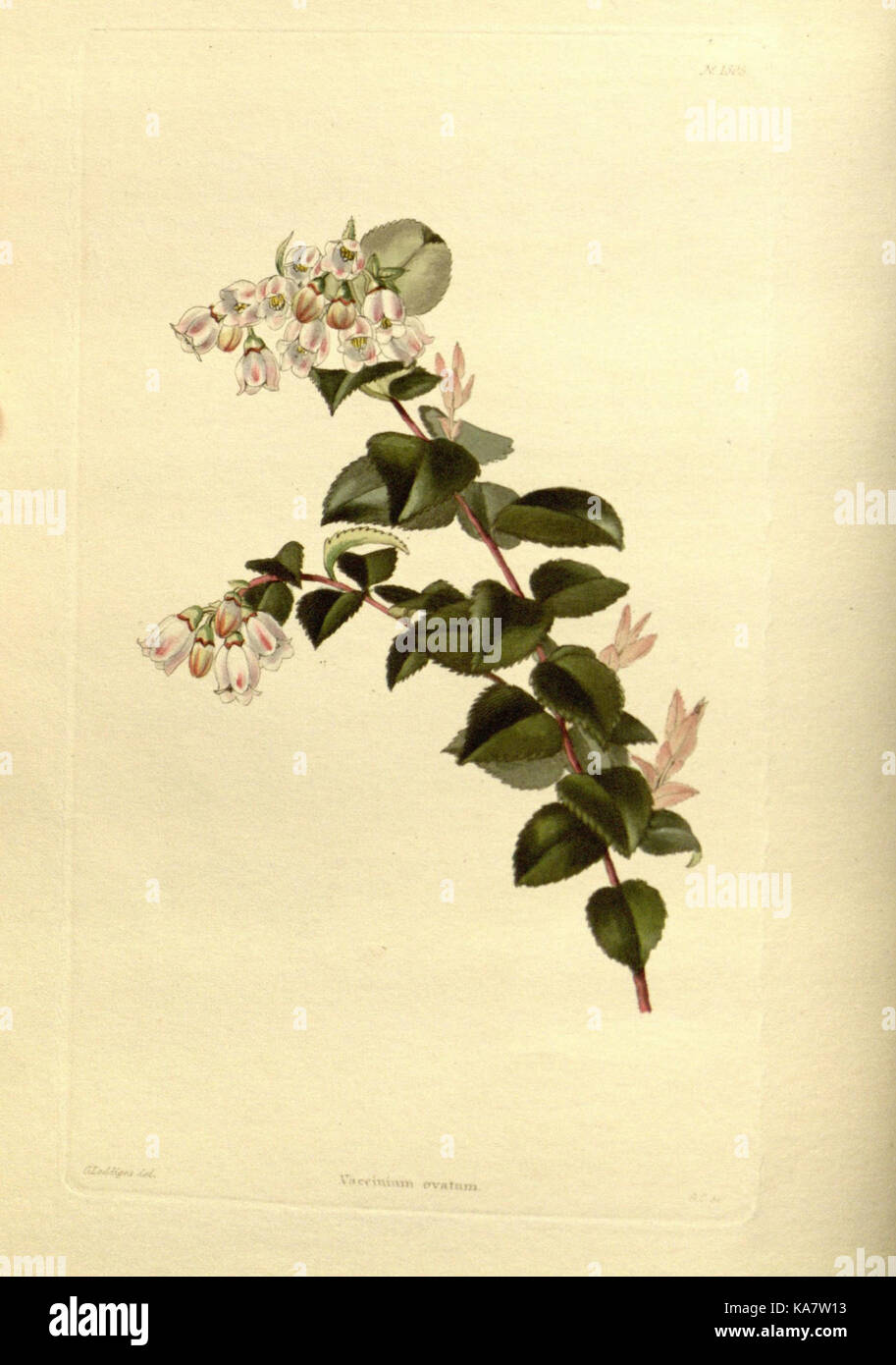 Early botanical collections hi-res stock photography and images - Alamy