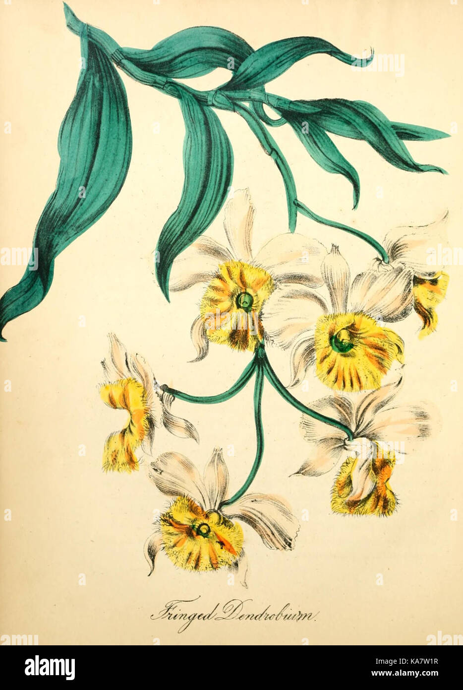 American medicinal plants new york hi-res stock photography and images ...