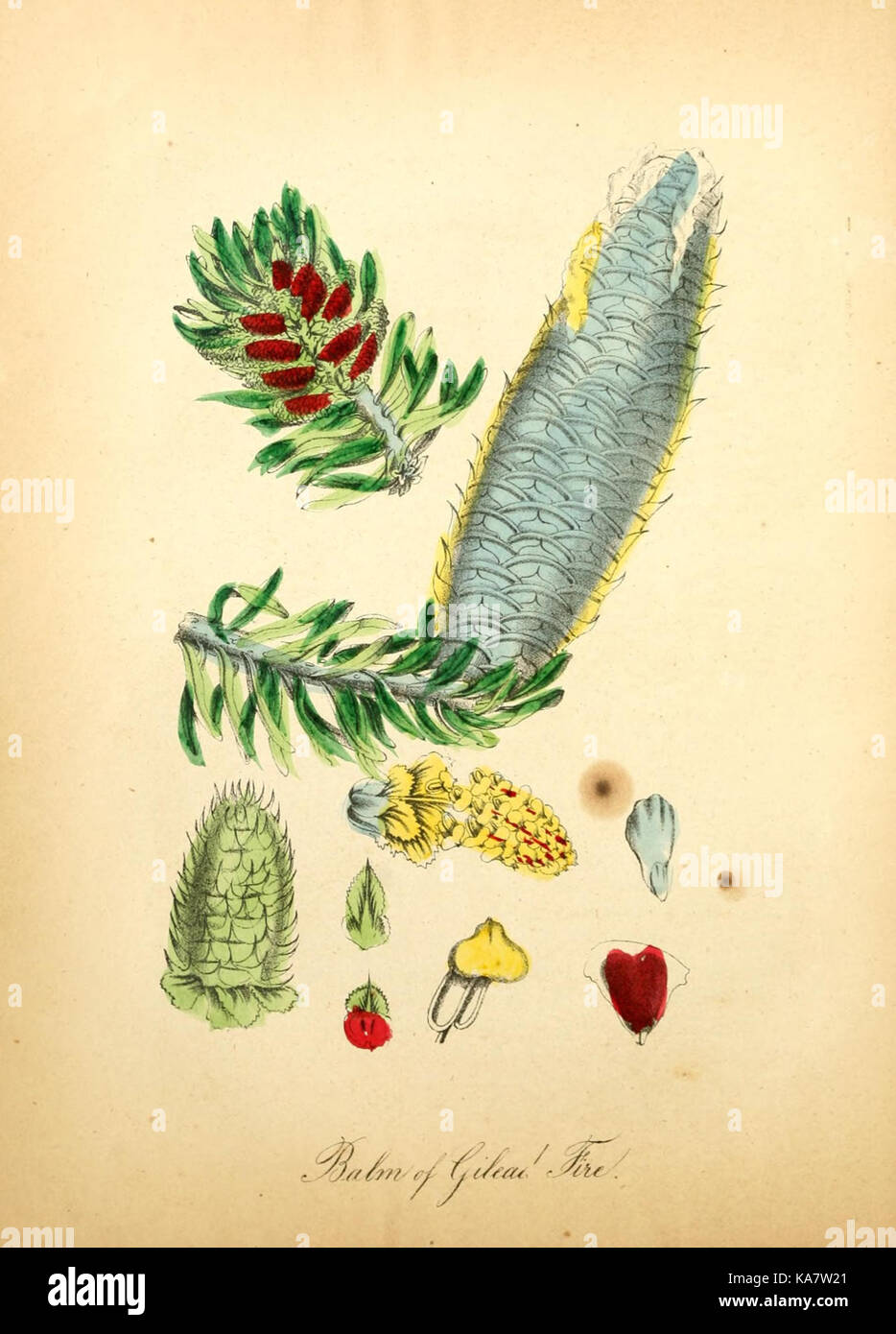 Depiction of native flora hi-res stock photography and images - Alamy