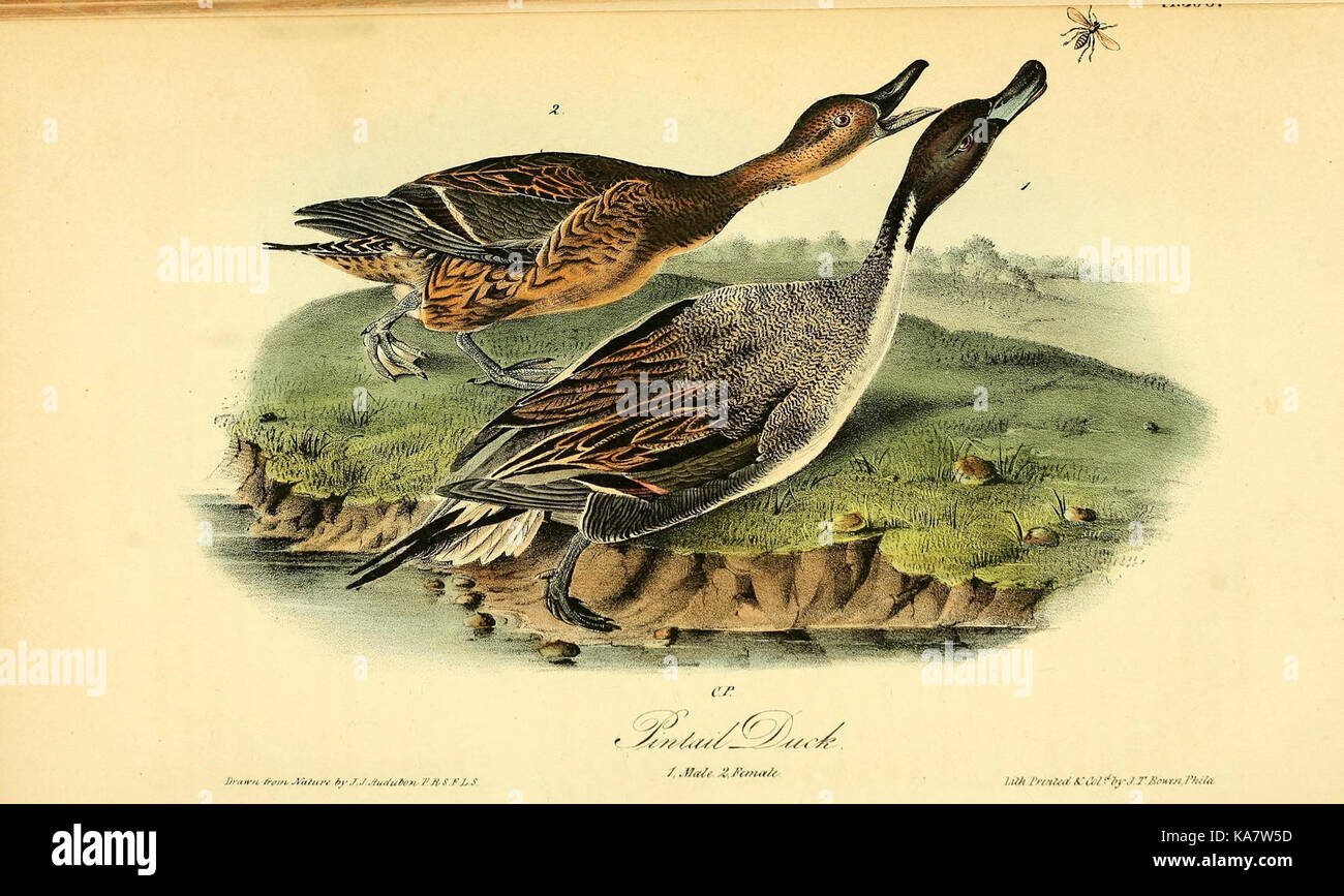 The birds of America (Pl. 390) (8591641325) Stock Photo