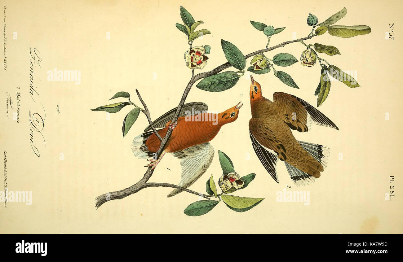 The birds of America (Pl. 281) (8590115850) Stock Photo
