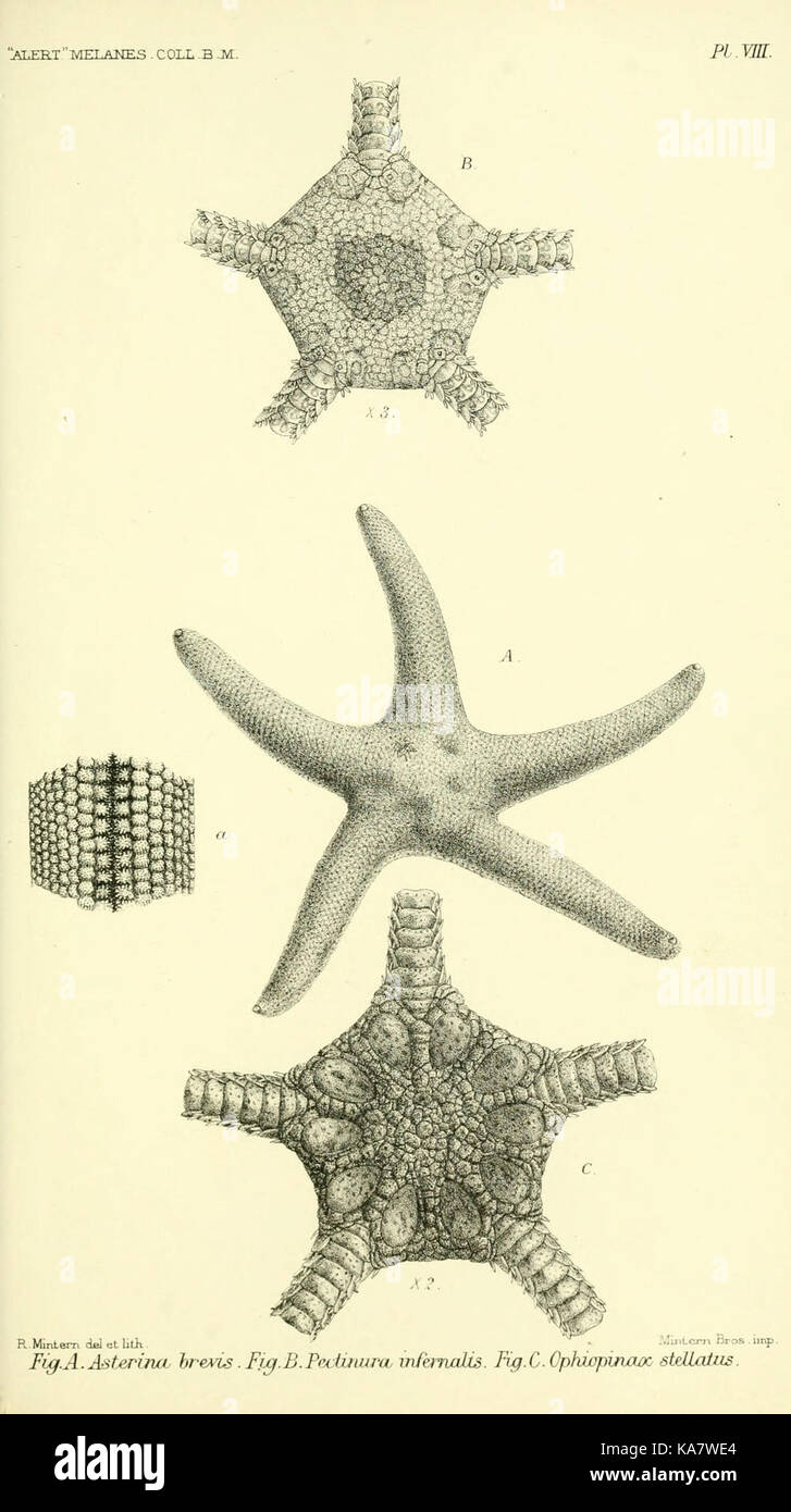 Report on the zoological collections made in the Indo Pacific Ocean during the voyage of H.M.S. 'Alert' 1881 2 (Pl. VIII) (5987490391) Stock Photo