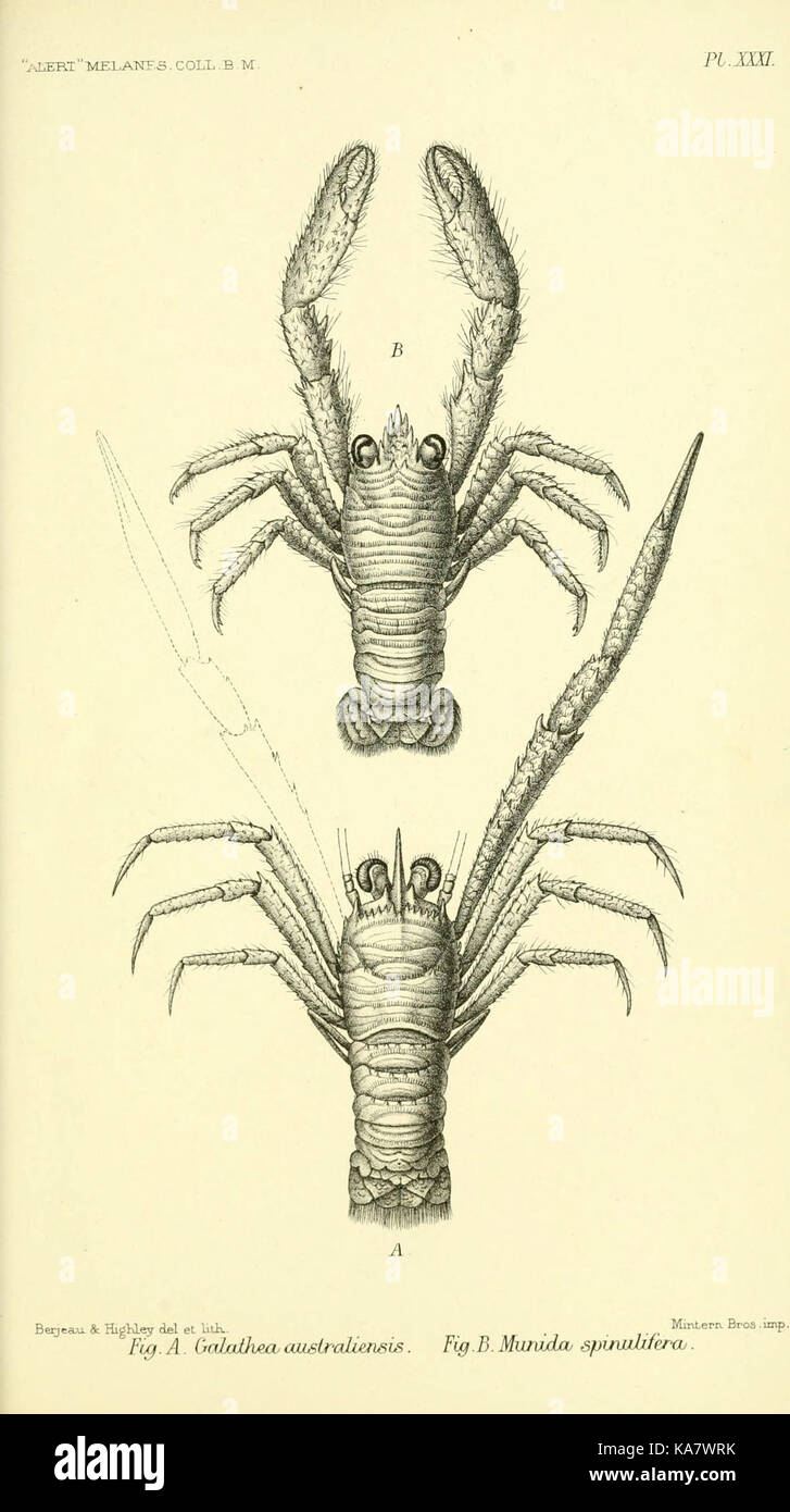 Report on the zoological collections made in the Indo Pacific Ocean during the voyage of H.M.S. 'Alert' 1881 2 (Pl. XXXI) (5987497103) Stock Photo