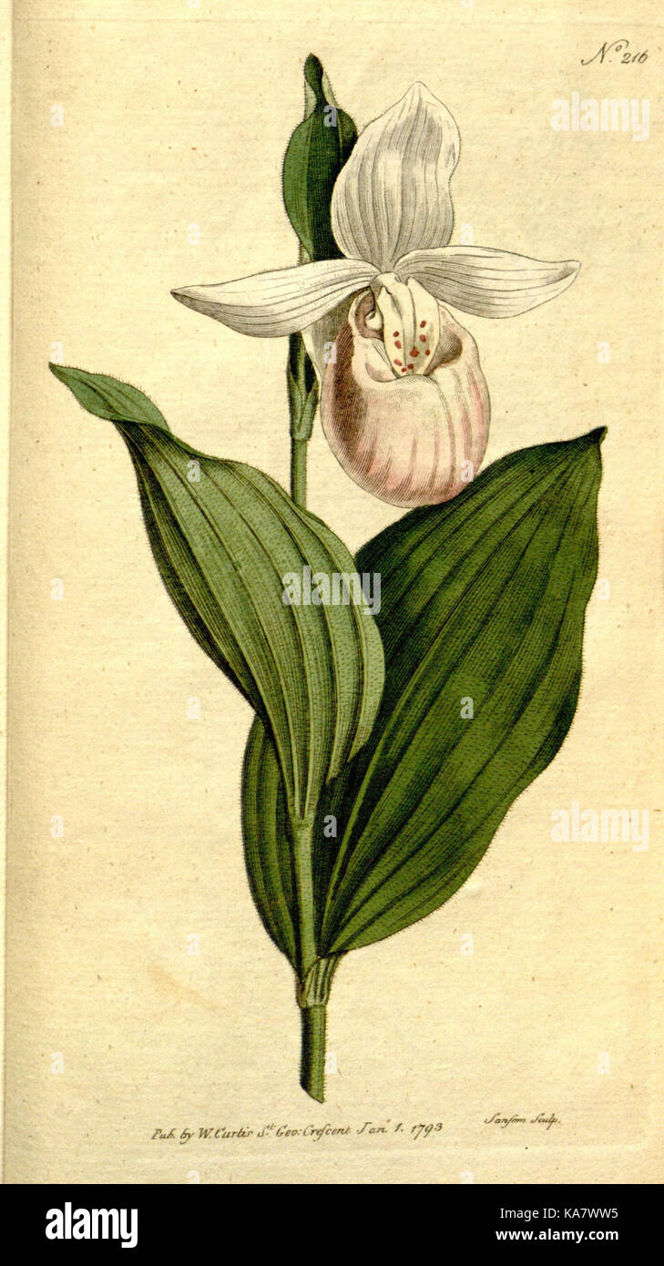 The Botanical magazine, or, Flower garden displayed (Plate 216) (8560629046) Stock Photo