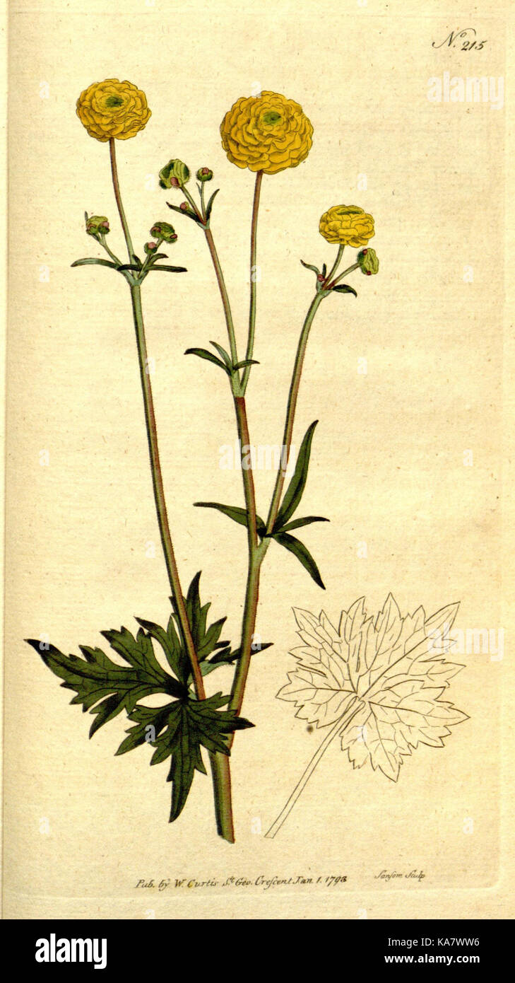 The Botanical magazine, or, Flower garden displayed (Plate 215) (8560628352) Stock Photo