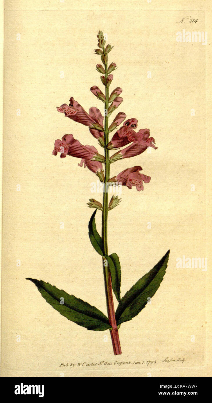 The Botanical magazine, or, Flower garden displayed (Plate 214) (8560627824) Stock Photo