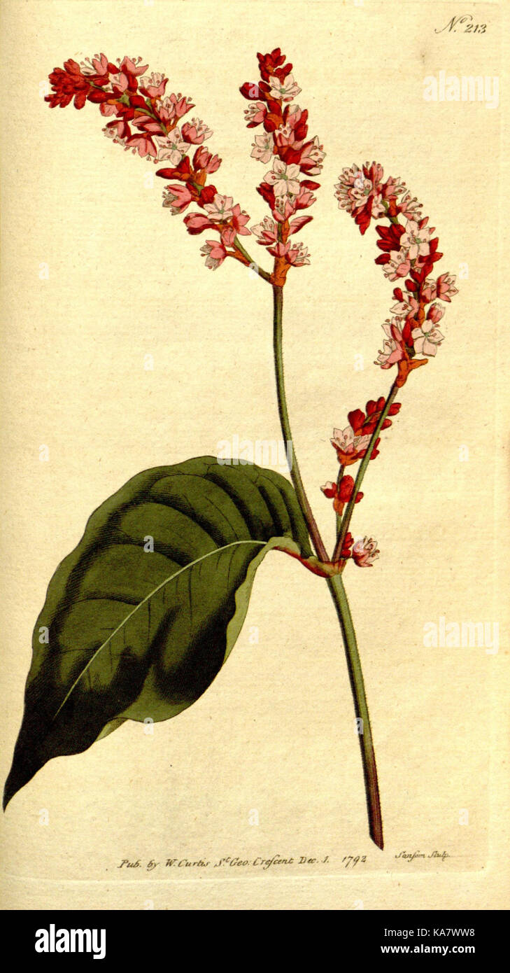 The Botanical magazine, or, Flower garden displayed (Plate 213) (8560627240) Stock Photo