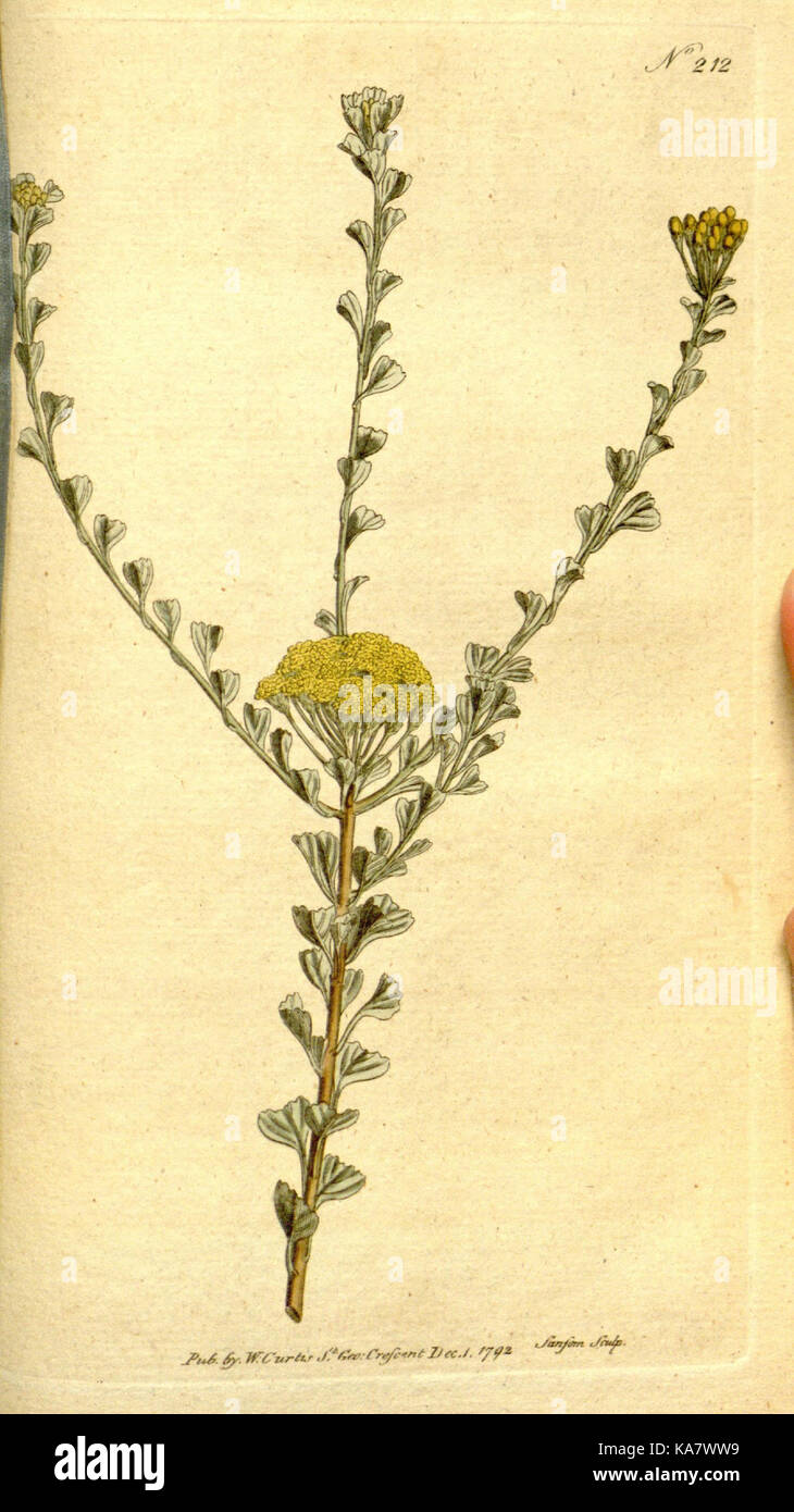 The Botanical magazine, or, Flower garden displayed (Plate 212) (8559518439) Stock Photo