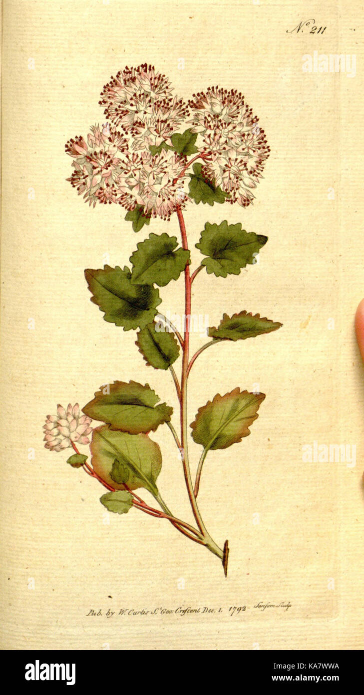 The Botanical magazine, or, Flower garden displayed (Plate 211) (8560626010) Stock Photo