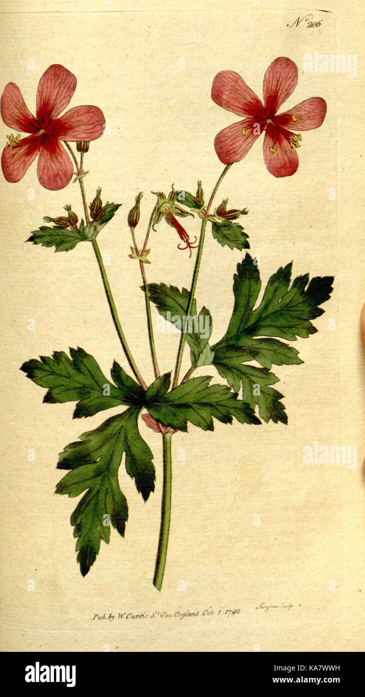 The Botanical magazine, or, Flower garden displayed (Plate 206) (8560622142) Stock Photo