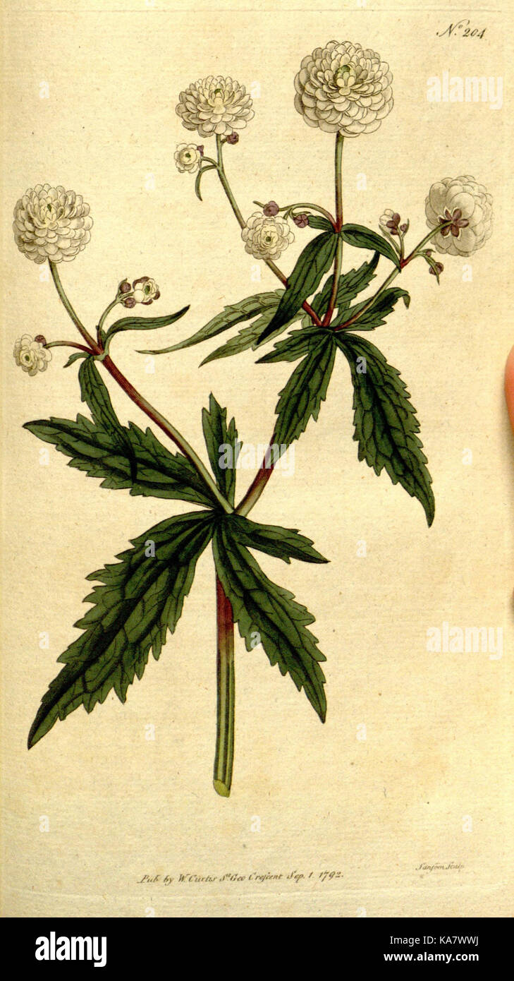 The Botanical magazine, or, Flower garden displayed (Plate 204) (8560620568) Stock Photo
