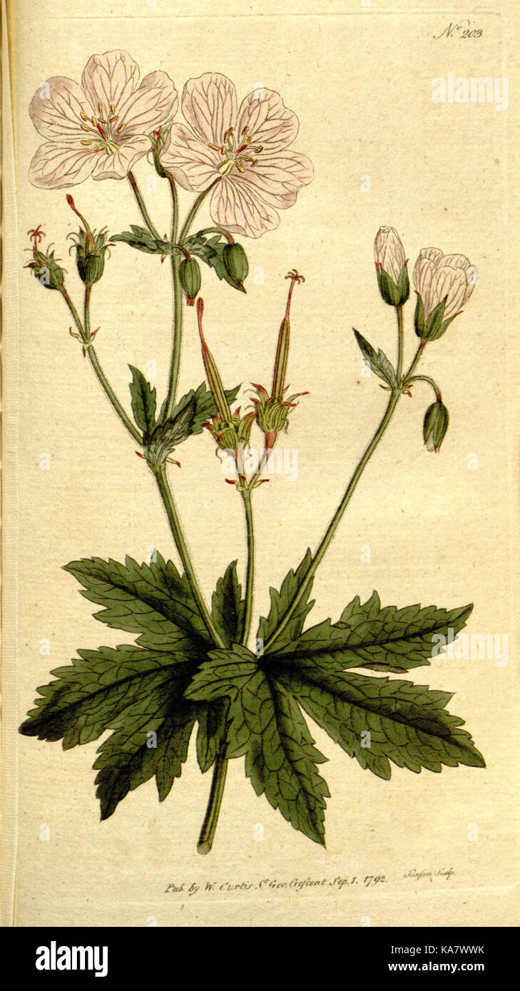 The Botanical magazine, or, Flower garden displayed (Plate 203) (8559511709) Stock Photo