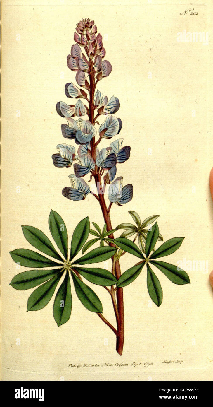 The Botanical magazine, or, Flower garden displayed (Plate 202) (8560619226) Stock Photo