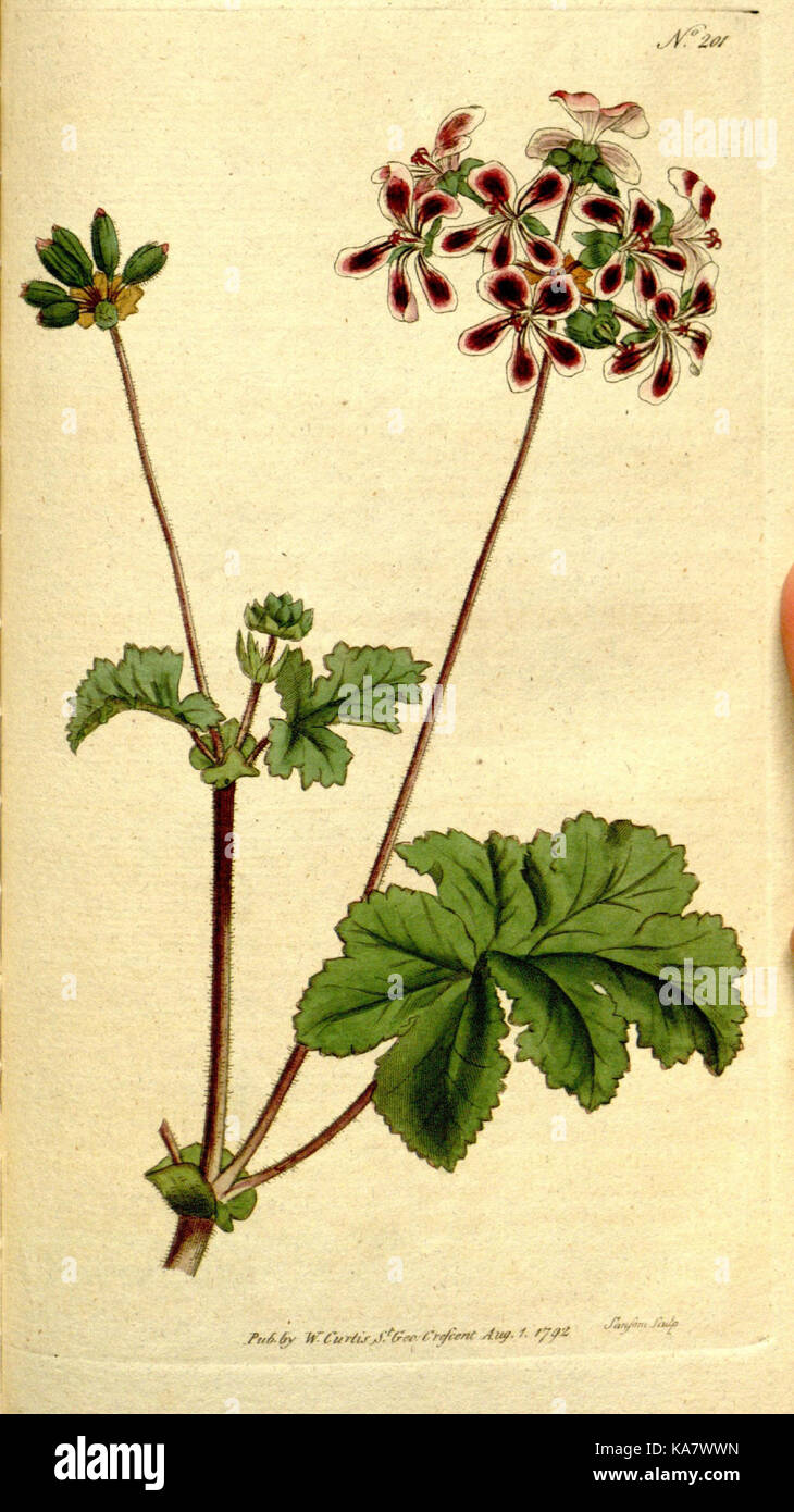 The Botanical magazine, or, Flower garden displayed (Plate 201) (8559510469) Stock Photo