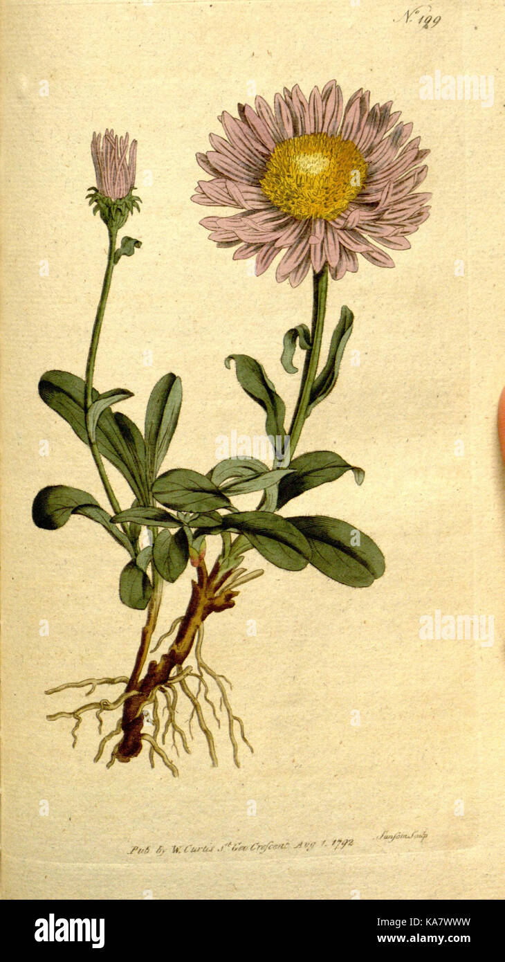The Botanical magazine, or, Flower garden displayed (Plate 199) (8559508857) Stock Photo