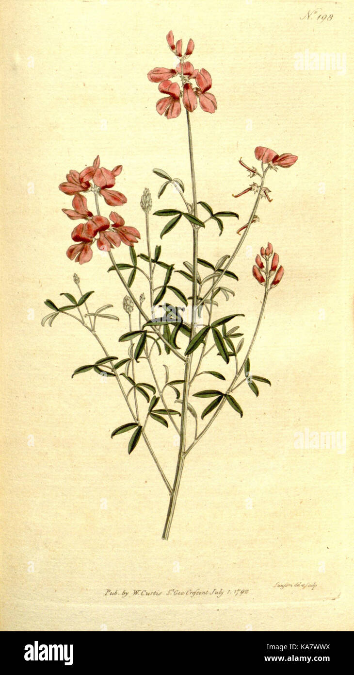 The Botanical magazine, or, Flower garden displayed (Plate 198) (8559508175) Stock Photo