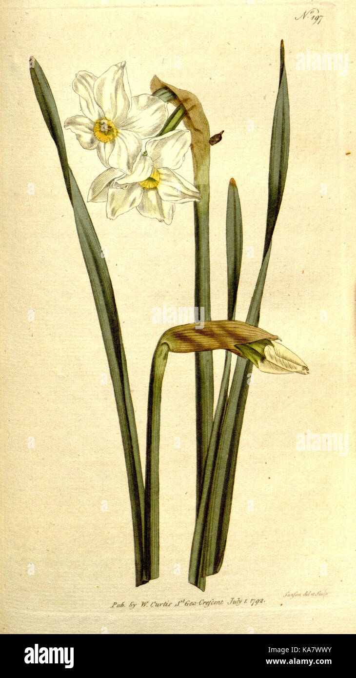 The Botanical magazine, or, Flower garden displayed (Plate 197) (8560615956) Stock Photo