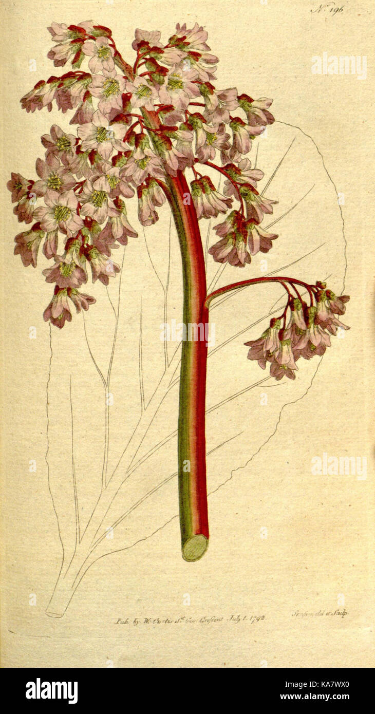 The Botanical magazine, or, Flower garden displayed (Plate 196) (8559506873) Stock Photo
