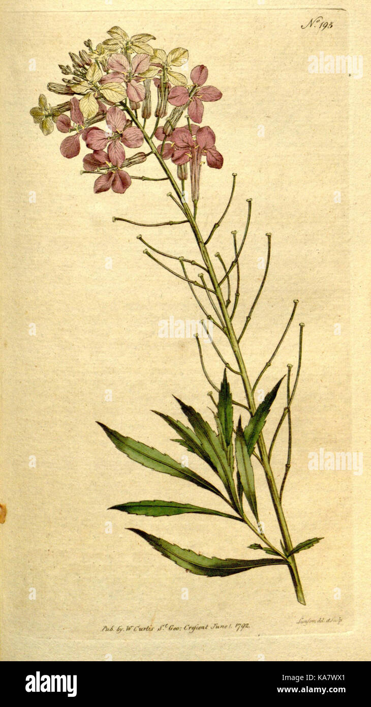 The Botanical magazine, or, Flower garden displayed (Plate 195) (8560614590) Stock Photo
