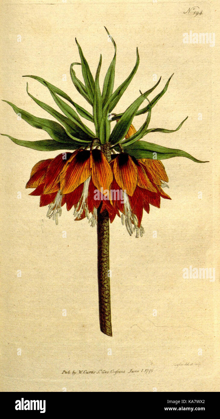 The Botanical magazine, or, Flower garden displayed (Plate 194) (8559505675) Stock Photo