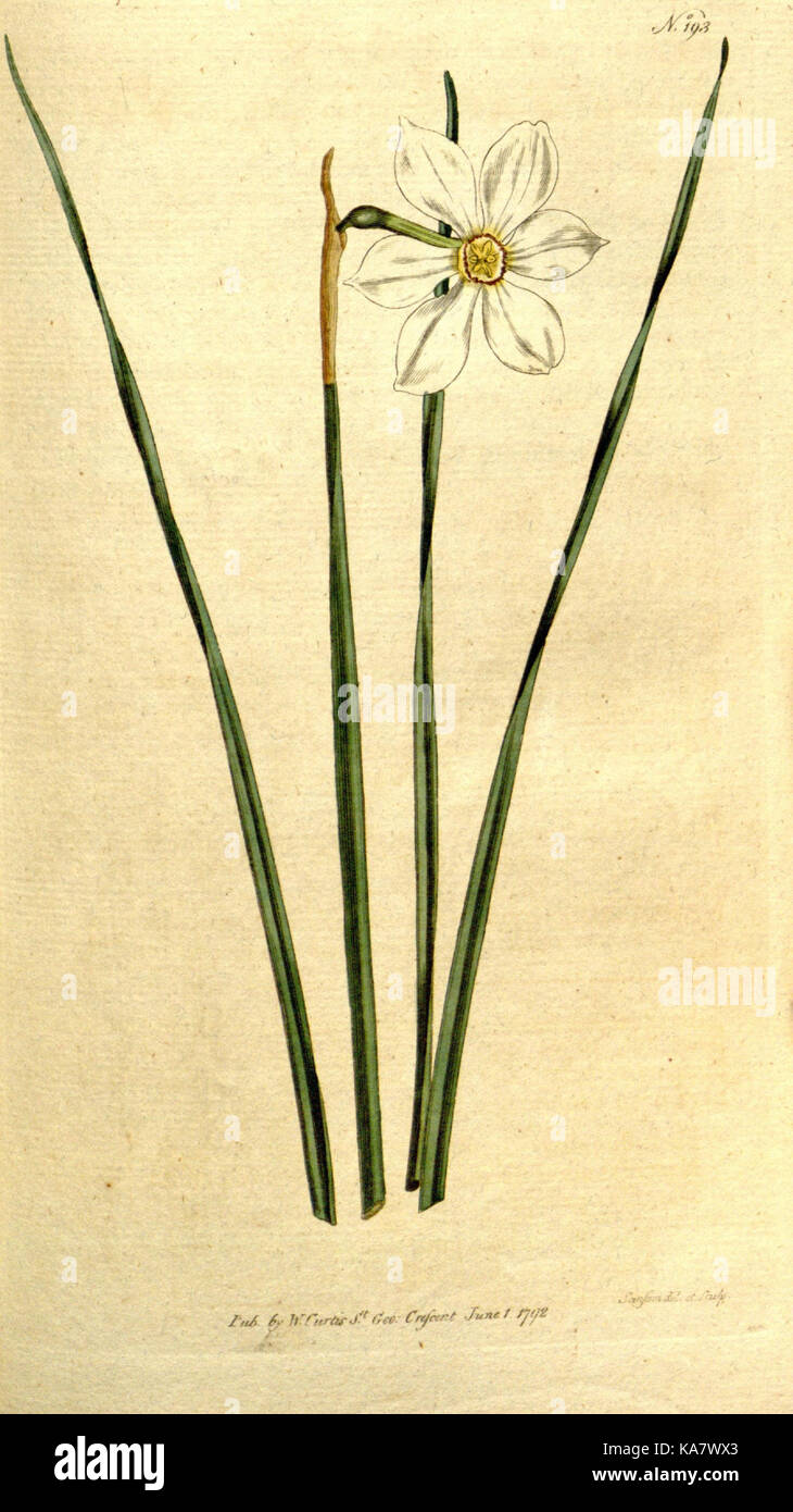 The Botanical magazine, or, Flower garden displayed (Plate 193) (8560613360) Stock Photo