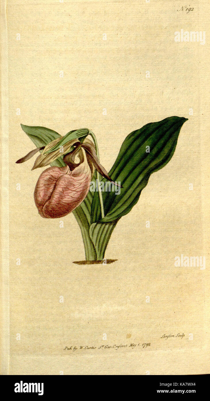 The Botanical magazine, or, Flower garden displayed (Plate 192) (8559504535) Stock Photo