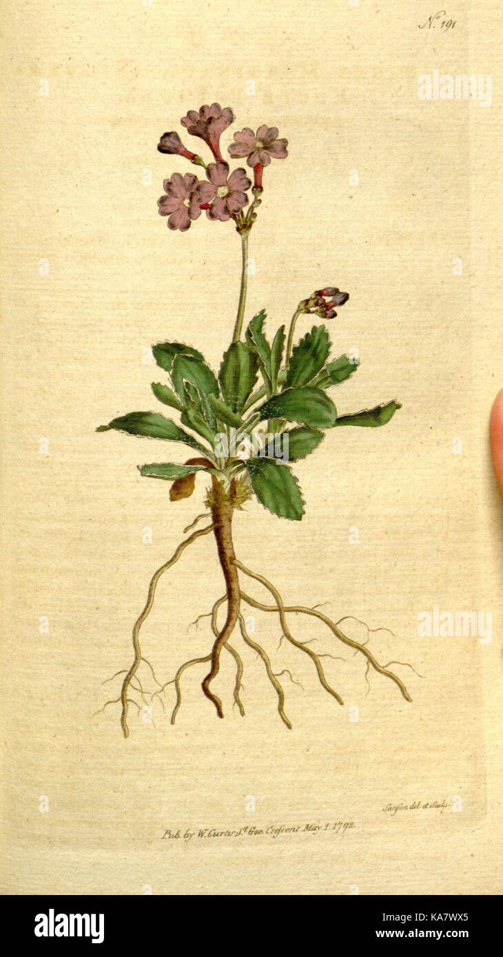The Botanical magazine, or, Flower garden displayed (Plate 191) (8560612270) Stock Photo