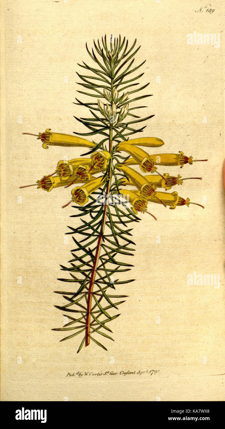 The Botanical magazine, or, Flower garden displayed (Plate 189) (8559502643) Stock Photo