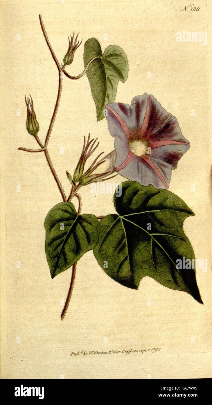 The Botanical magazine, or, Flower garden displayed (Plate 188) (8559502069) Stock Photo
